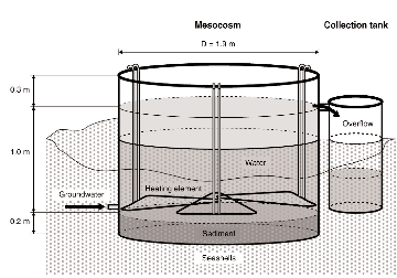 a mesocosm experiment