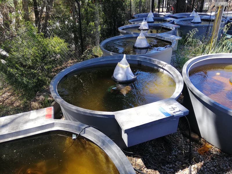 Image showcasing Aqua-stress – Mesocosm